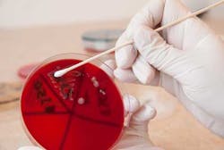 Bacteria Enterococcus Faecalis Dreamstime Bacteria Enterococcus Faecalis Dreamstime