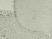 Bertolottifig2 Bertolottifig2