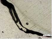 Bertolottifig4 Bertolottifig4