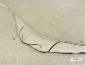 Bertolottifig5 Bertolottifig5