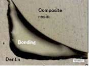 Bertolottifig6 Bertolottifig6