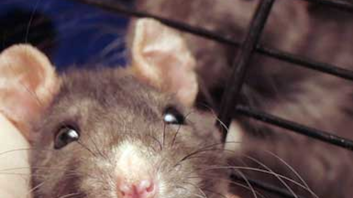 Mouse Dreamstime