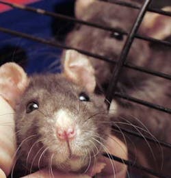 Mouse Dreamstime Mouse Dreamstime