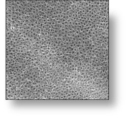 Nasseo 1um Nasseo 1um