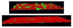 Bacterial Biofilm With Without Inhibitory Compounds Bacterial Biofilm With Without Inhibitory Compounds