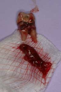 16may19piafroum03 16may19piafroum03