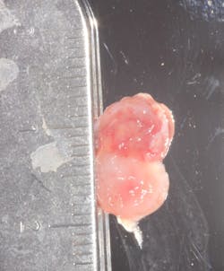 18jun14pialazarus04a 18jun14pialazarus04a