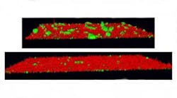 Content Dam Diq Online Articles 2015 12 Bacterial Biofilm With Without Inhibitory Compounds Article Thumbnail Content Dam Diq Online Articles 2015 12 Bacterial Biofilm With Without Inhibitory Compounds Article Thumbnail