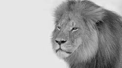 Content Dam Diq Online Articles 2016 01 16jan21pia Froum Clintip Cecil Dreamstime Article Thumbnail Content Dam Diq Online Articles 2016 01 16jan21pia Froum Clintip Cecil Dreamstime Article Thumbnail