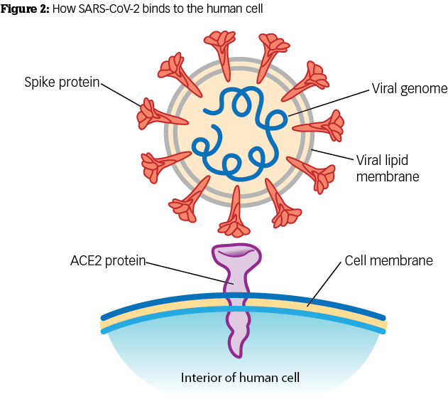 Dentist Covid Risk - As Dental Offices Begin Reopening In Many States During The Coronavirus Pandemic, Many Are.