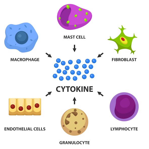Figure 1: Normal communication between cells via cytokine signaling can lead to injury if this mechanism goes awry.