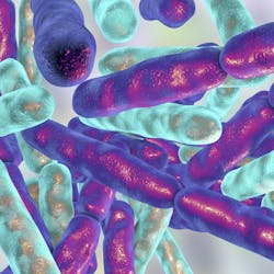 Probiotic bacteria Bifidobacterium