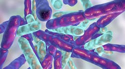 Probiotic bacteria Bifidobacterium Probiotic bacteria Bifidobacterium