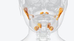 illustration of the salivary glands illustration of the salivary glands