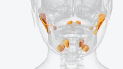 illustration of the salivary glands illustration of the salivary glands