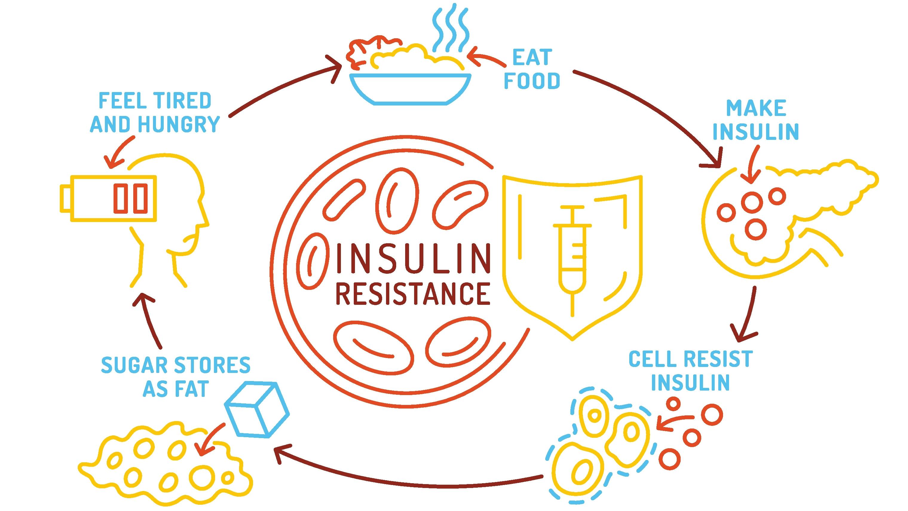 diagram of insulin resistance
