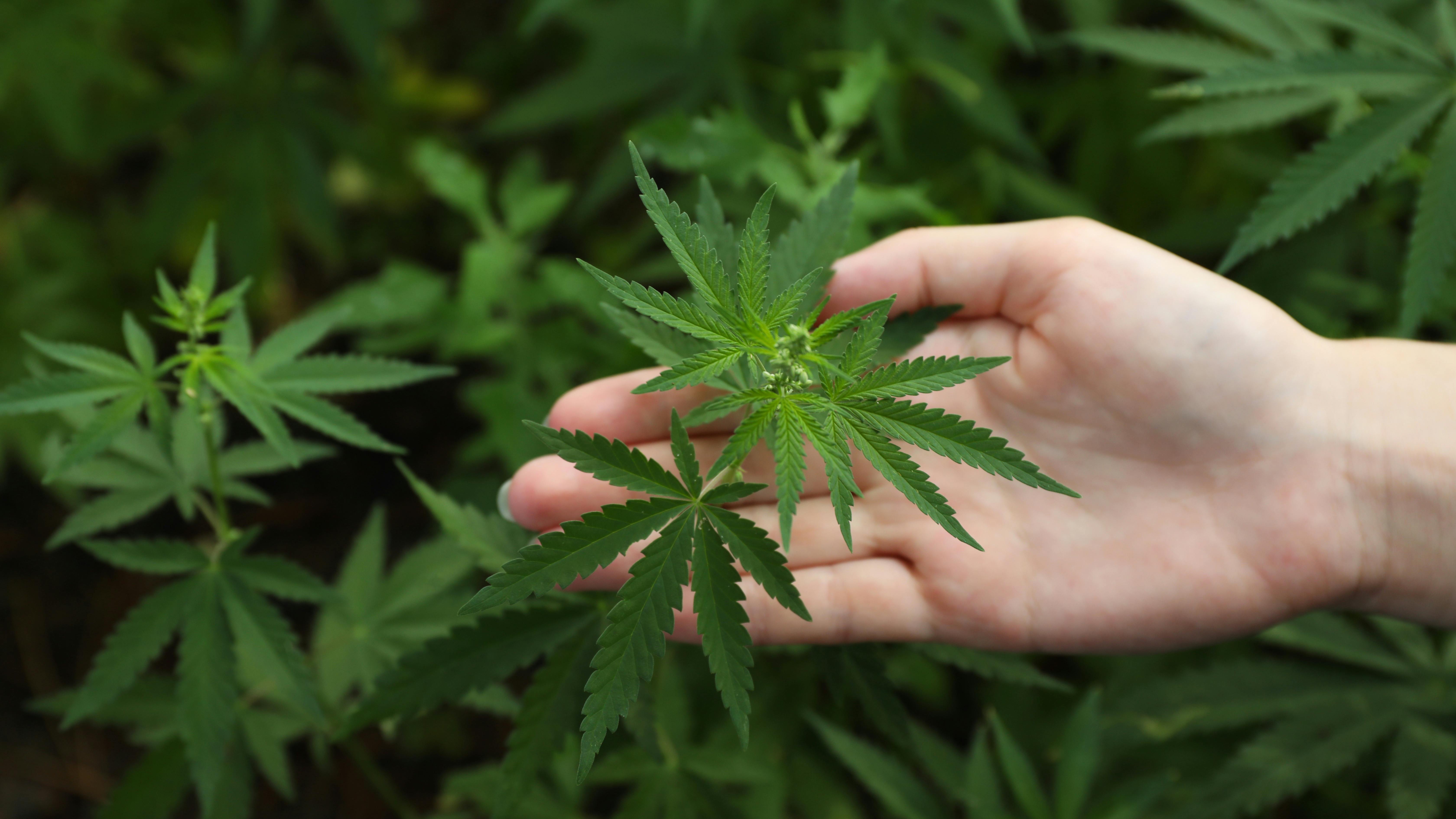 a hand holding a marijuana plant